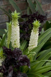 Eucomis Autumnalis alba